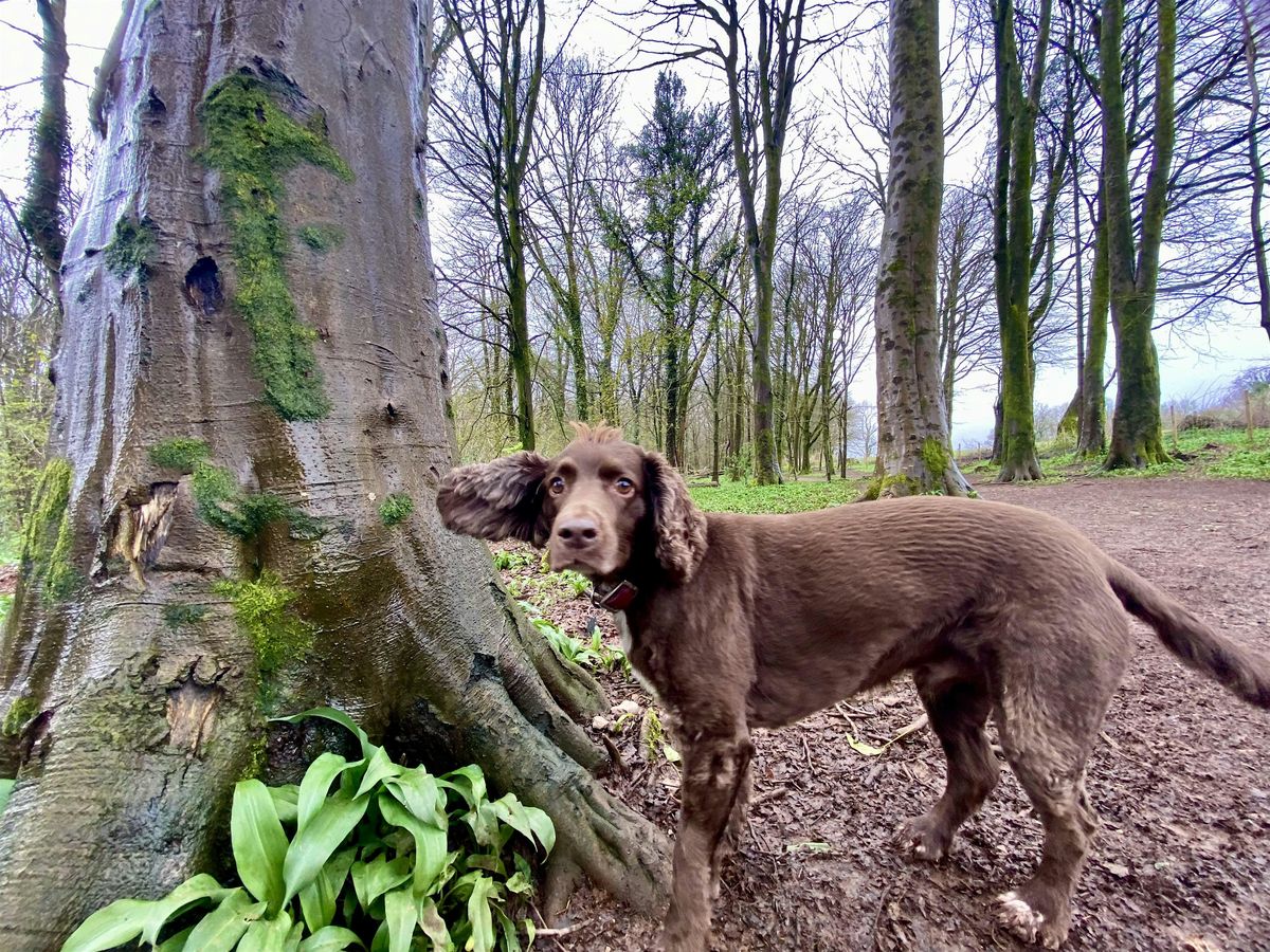 Rainbow Pooch Ramble \/ Crwydro gyda\u2019r C\u0175n a Rainbow  (Cardiff and the Vale)