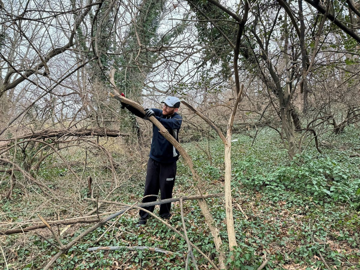 Vegetation removal at Four Mile Run South