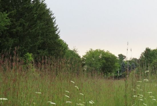 Laura McClintock "Restoration at Holland Landing Prairie Nature Reserve"