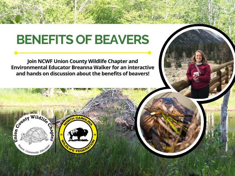 The Benefits of Beavers (Hybrid: Monroe and Online)