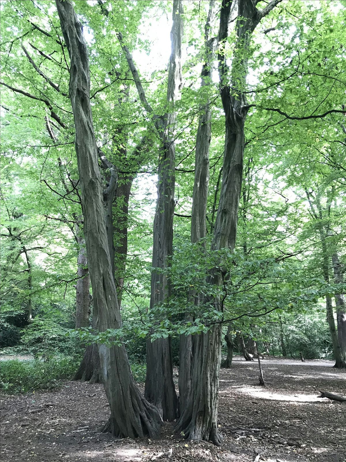 Guided Walk through Coldfall Wood