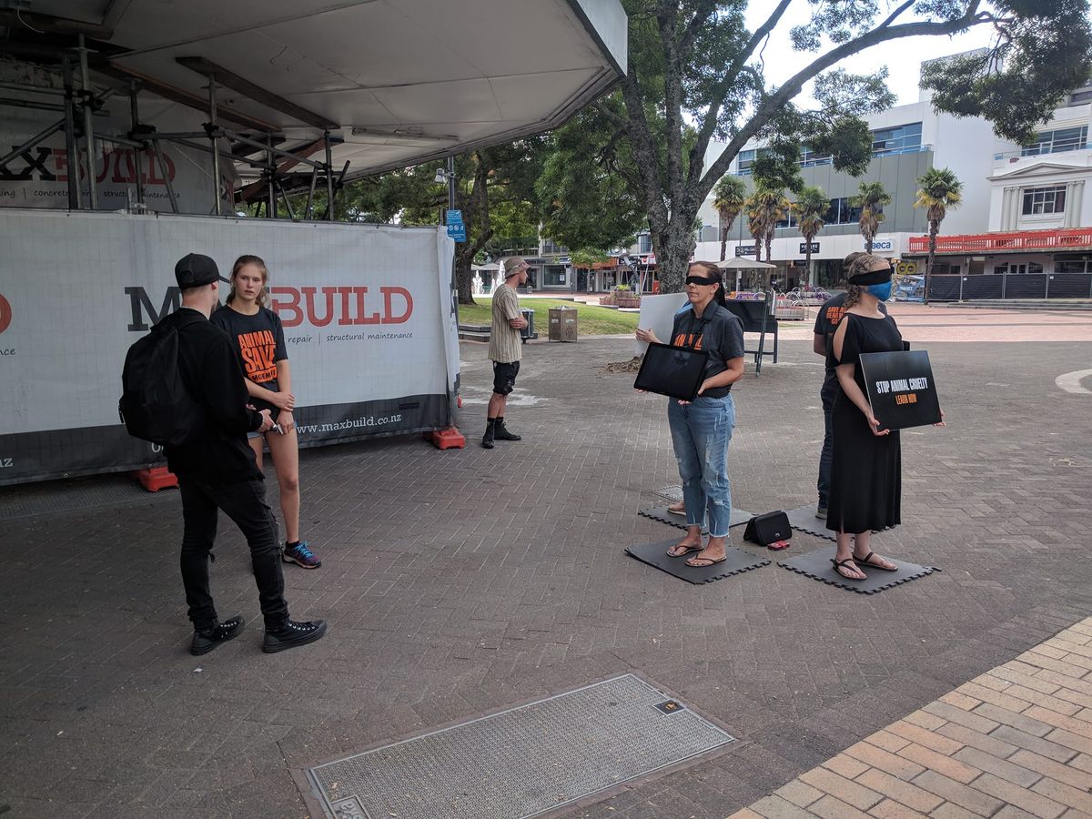 Save Square With Tauranga and Auckland Animal Save