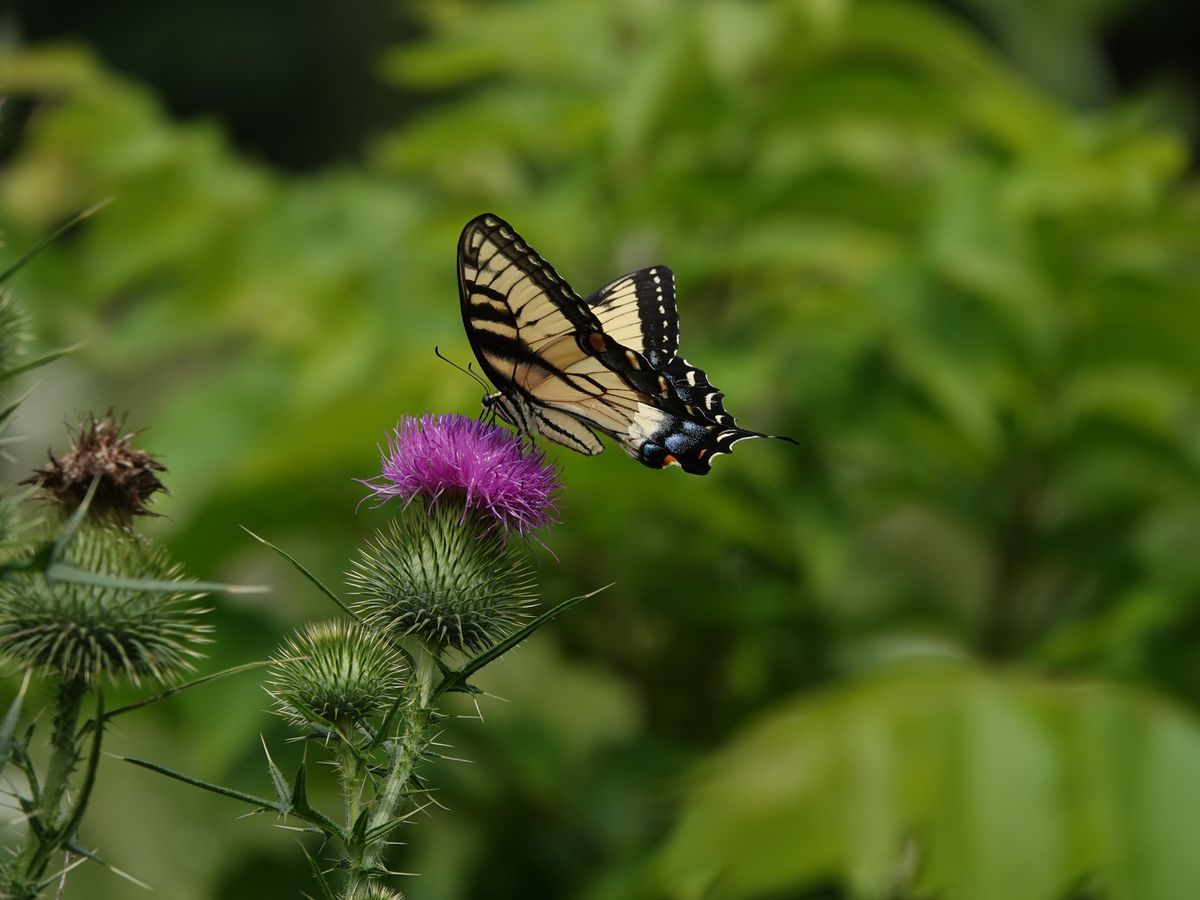 Butterflying with WI Metro Audubon-Wehr Birders