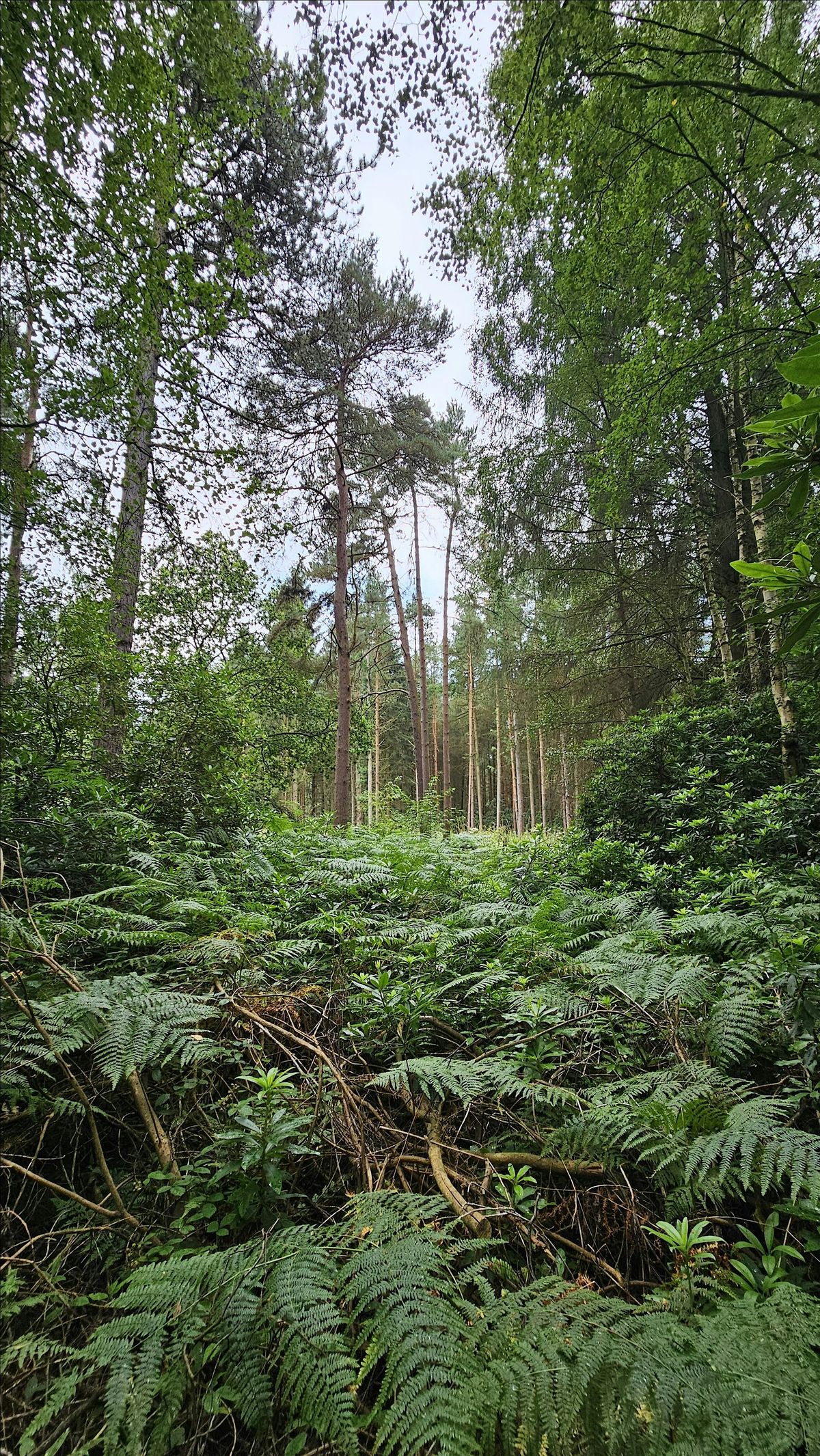 Forest Bathing