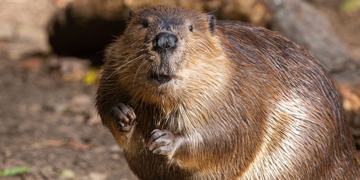 Busy Beavers