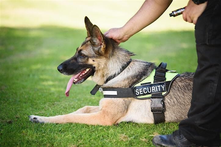 Security Dog Handler Course - North Lakes