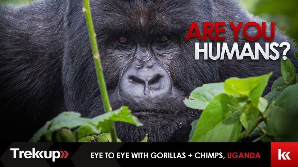 Are You Humans? | Eye to Eye with Primates, Uganda