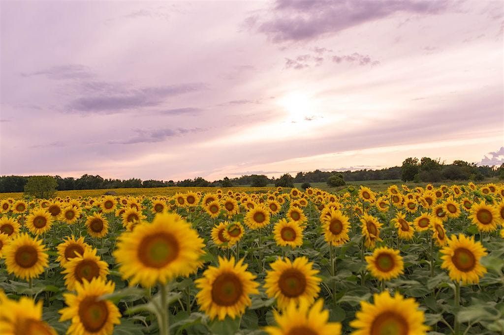 Sunflower Fields of Markham - Photographer Pass