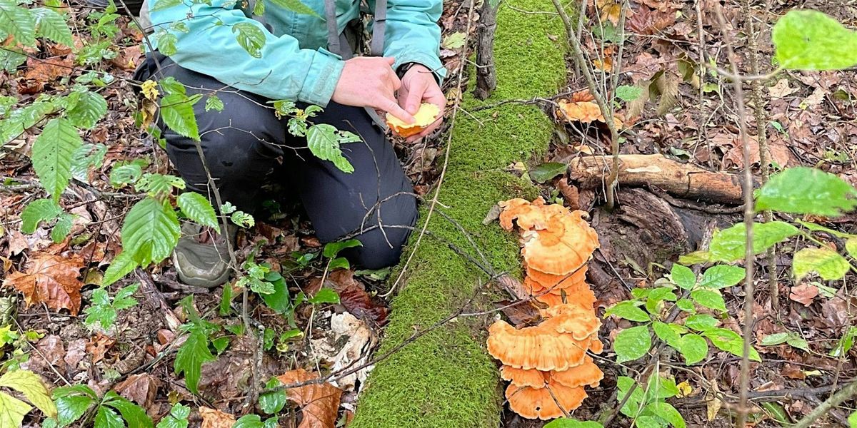 Fall Fungi Festival