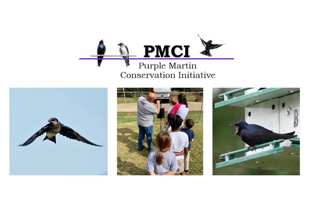 Purple Martin Presentation