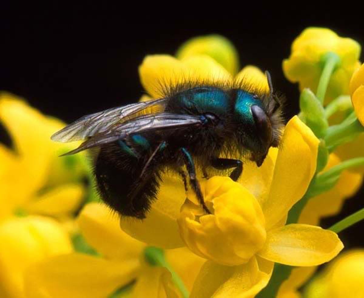 Harvesting Mason Bees - Hands on