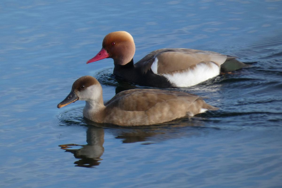 Hanningfield Adult Birdwatching for Beginners