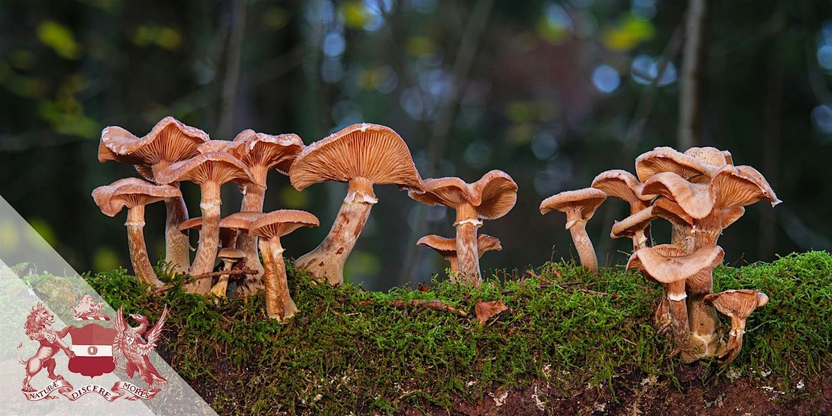 Autumn Walk | Identifying and Appreciating Fungi in Queen's Wood