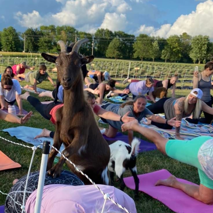 Goat Yoga at 311 Wine House & Beer Garden - St. Peters, MO