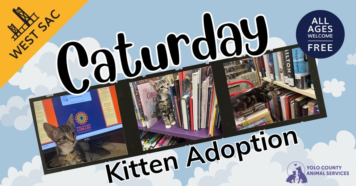 Caturday: Kitten Adoption!