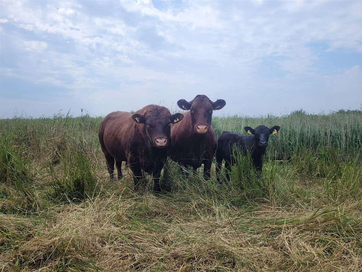 Wilder Kent Safari: Walking with Cows at Oare Marshes