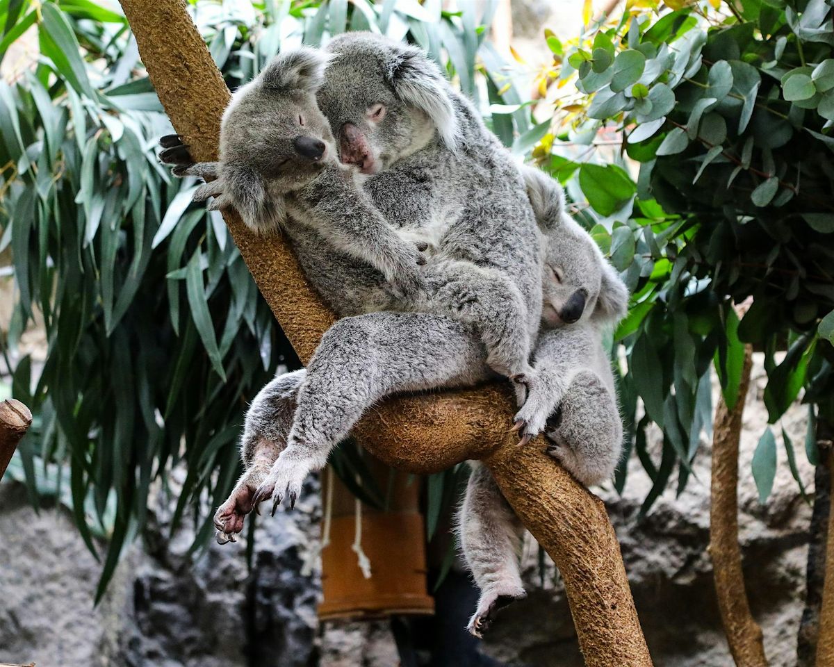 Tea and Talks: Koalas, Wallabies and Roos