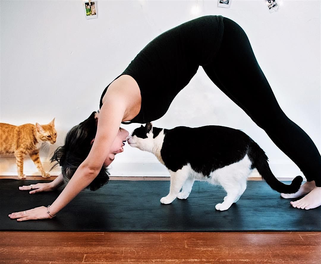 Kitten Yoga For A Good Cause