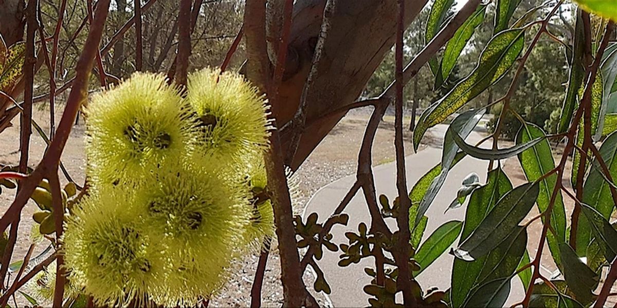 Guided Walk - North Adelaide's Parks 3, 4 and 5