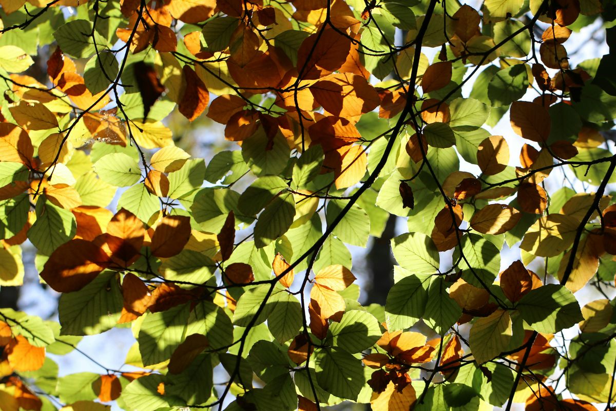 Weekend Wellness: Crafting with Nature at Sevenoaks Wildlife Reserve