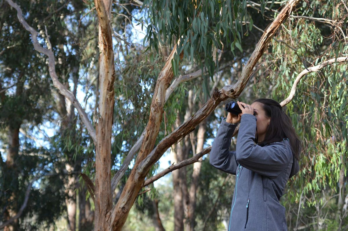 Birds in the 'burbs': bird watching at the Darebin Creek