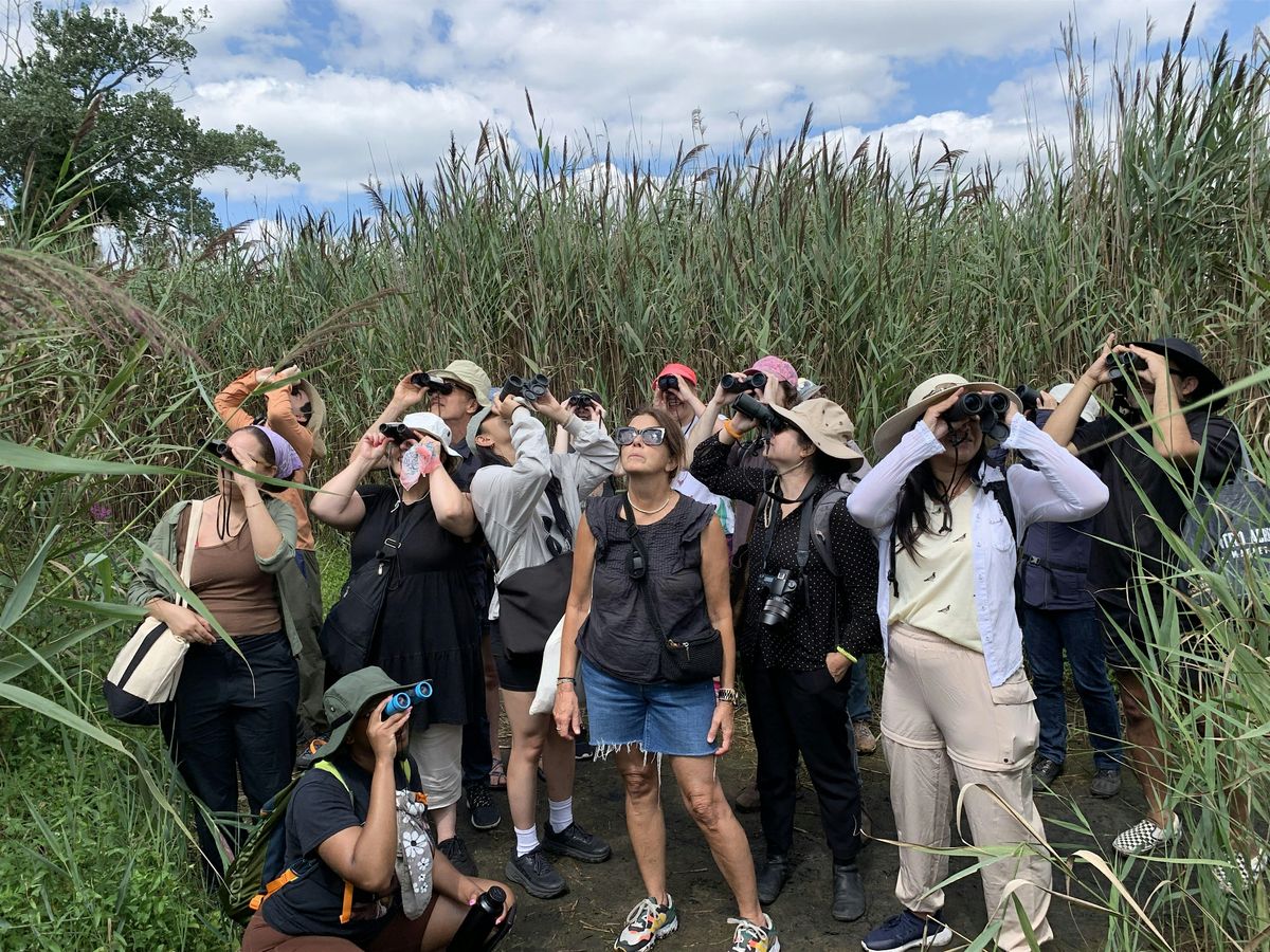 Live Guided Birding Tour at Governors Island  Park