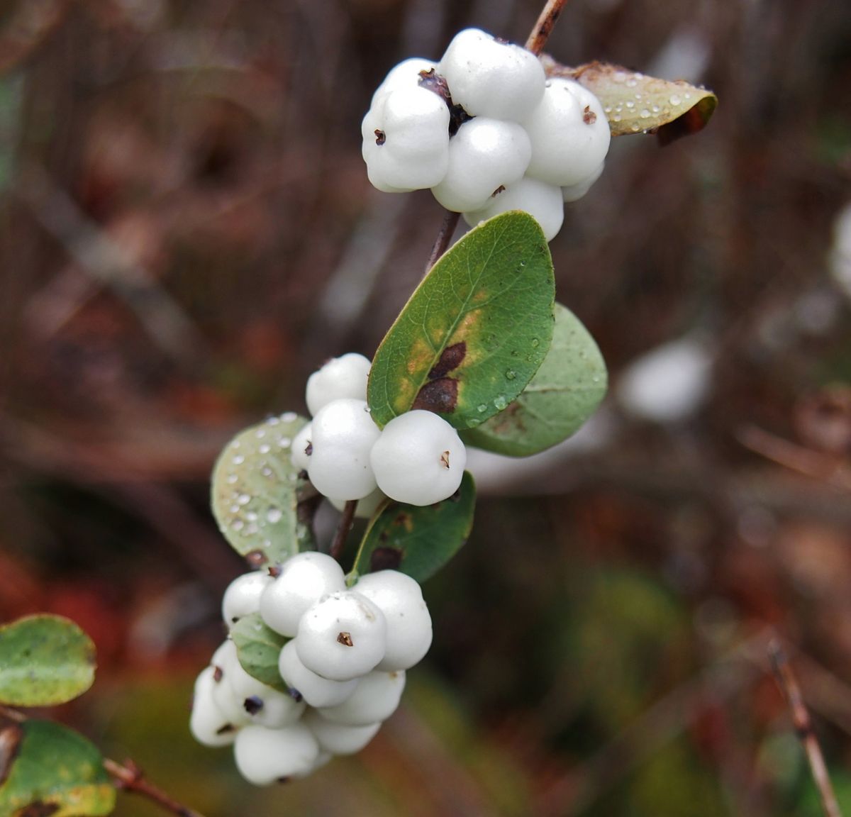 Berries of Fall and Winter