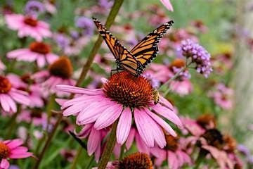 Mad for Monarchs, Bees, Butterflies and Birds, Oh My!