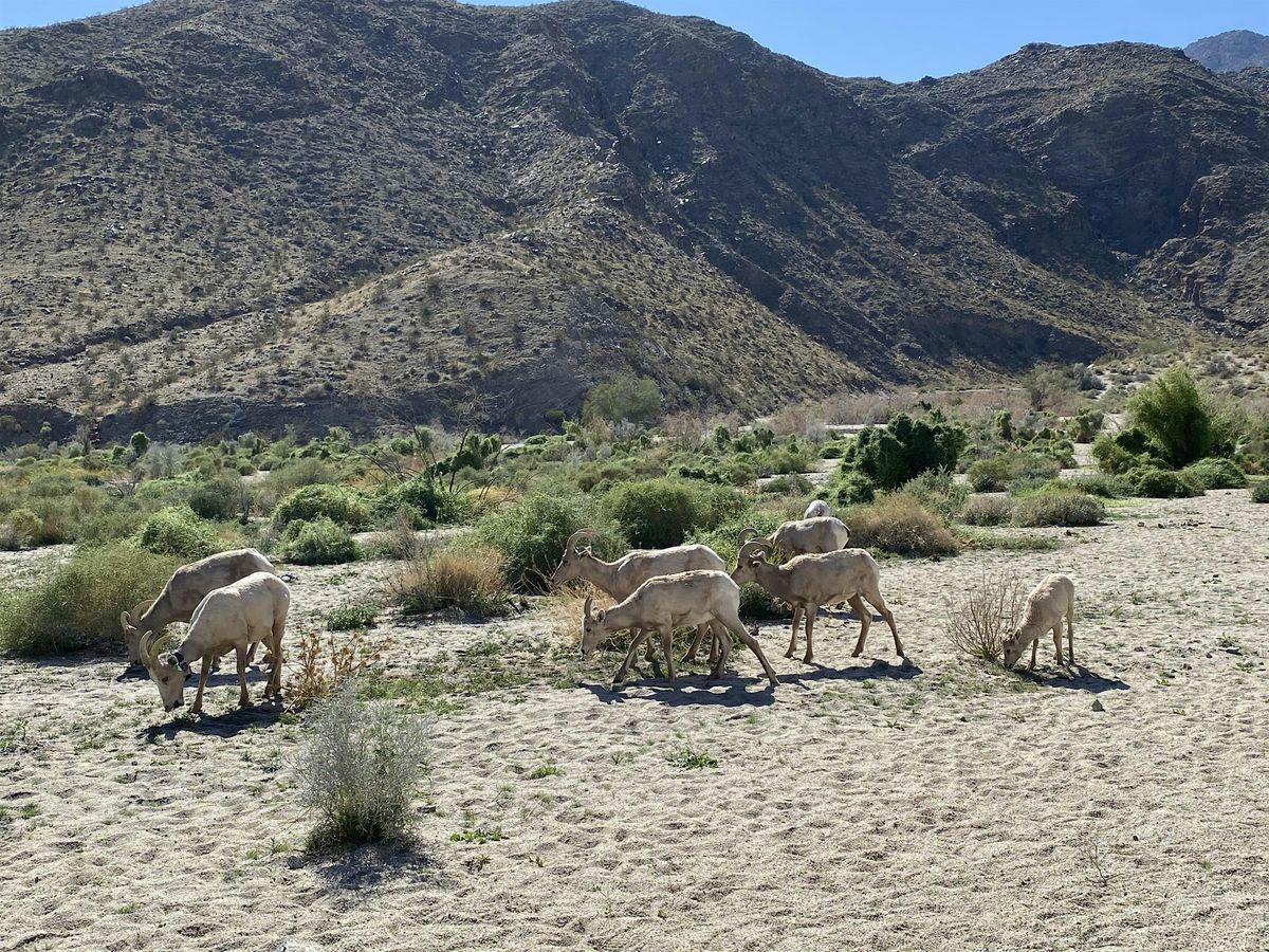 Dead Indian Canyon Interpretative Hike