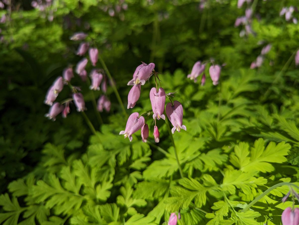 Plant Walk