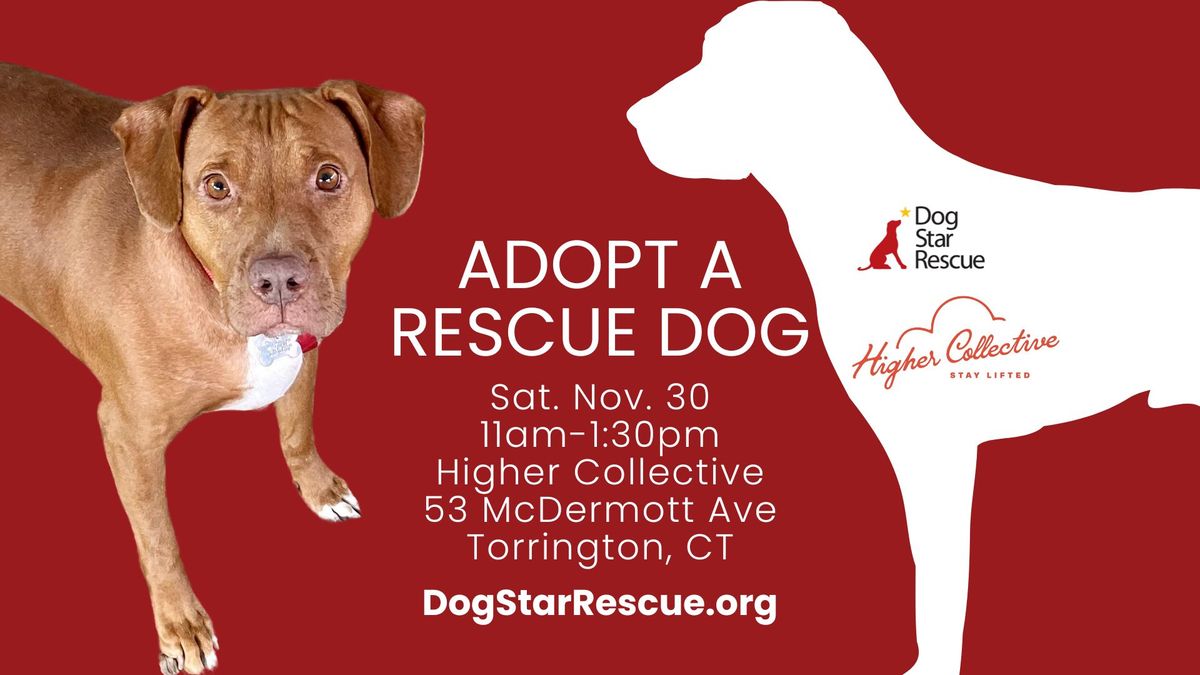 Adopt a Rescue Dog in Torrington CT