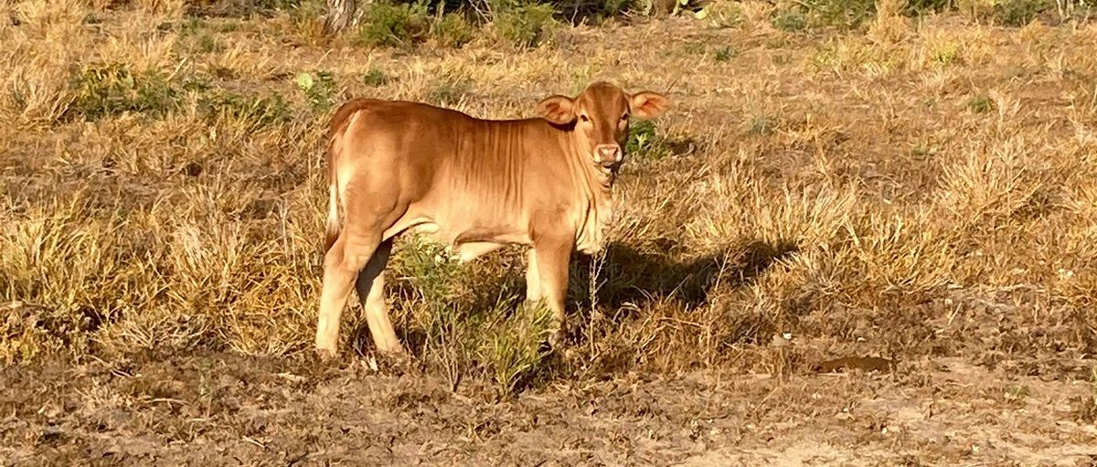 Cow Country Congress