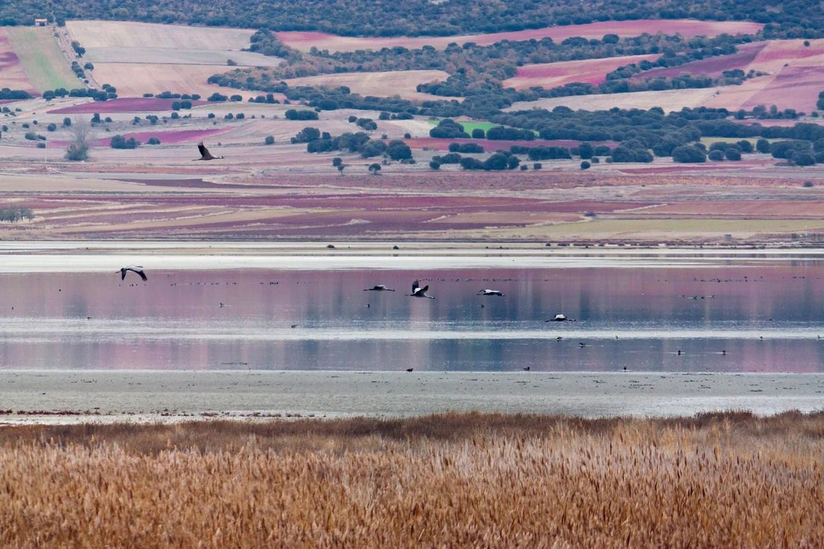 Excursi\u00f3n: Grullas en Gallocanta, castillo de Peracense y Rodenas