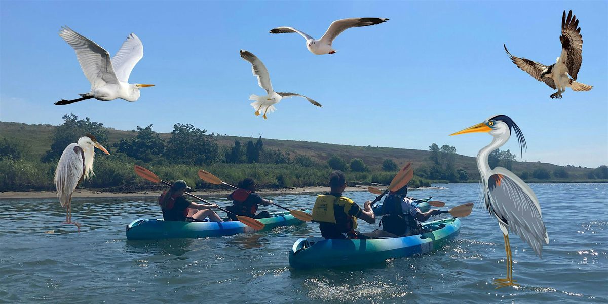 Kayak Tour: Birds on the Bay