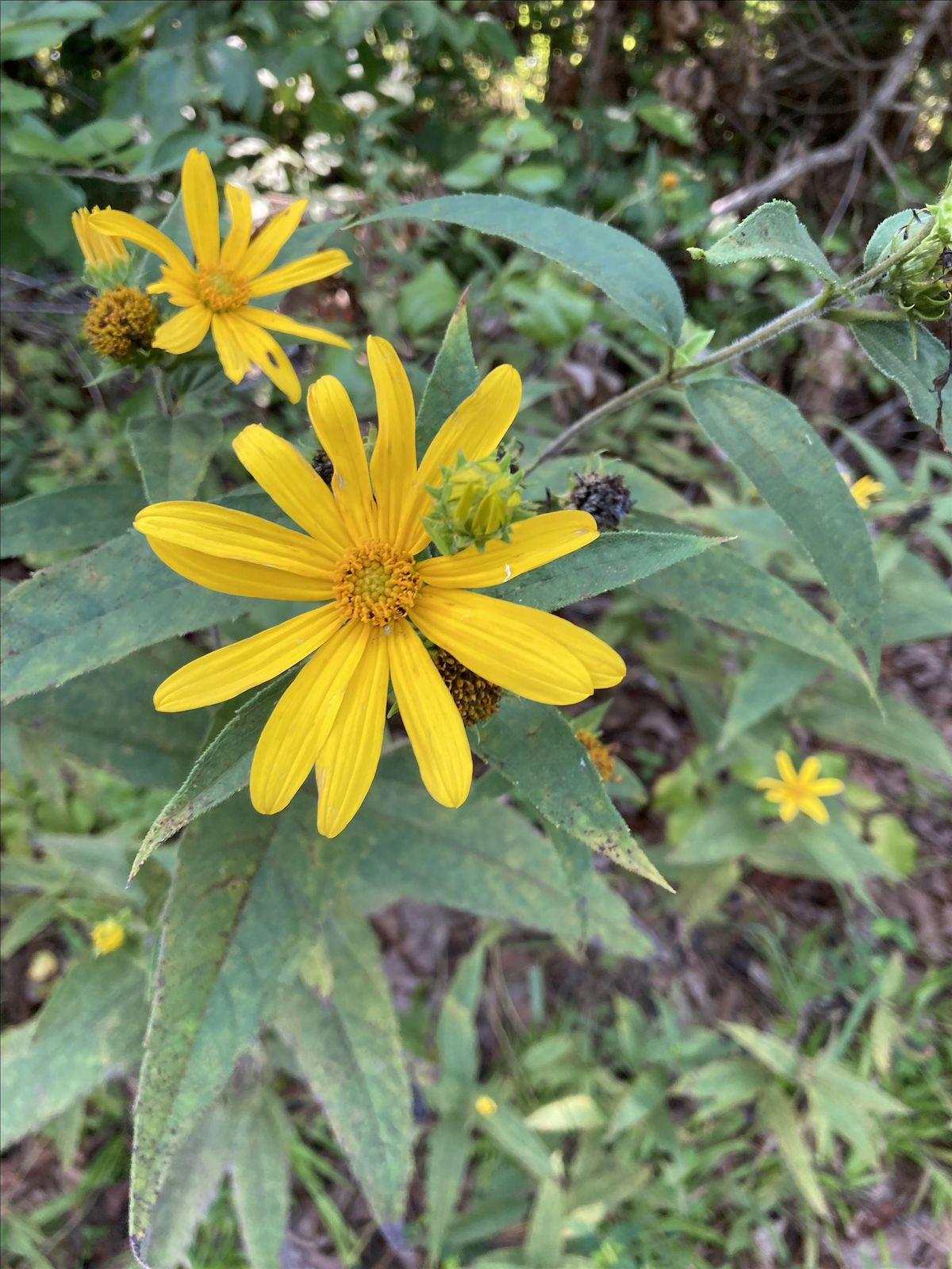 Plants heal mind, body and spirit