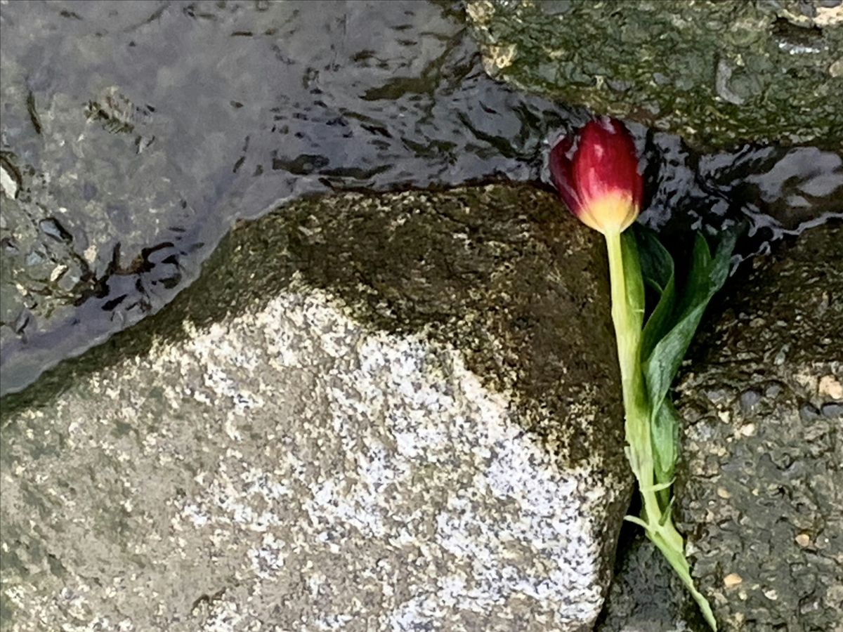 Connecting in Nature Summer Series:  Conversations about Grief