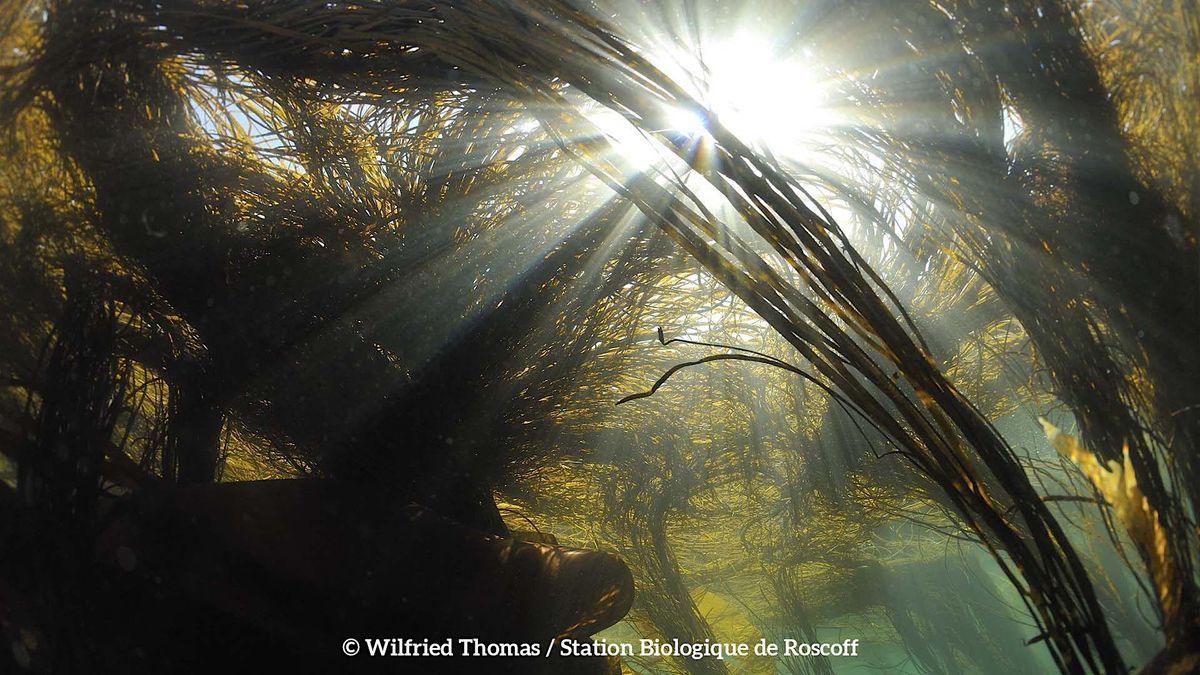 Seaweed Packaging as a Sustainable and Biodegradable Alternative to Plastic