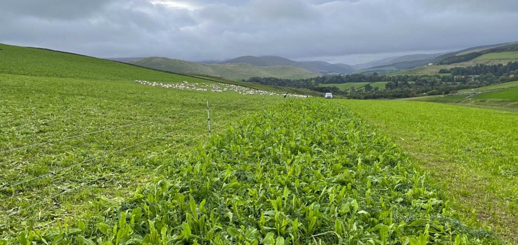 Livestock within an Agroecological Farming System: Lothian and Borders