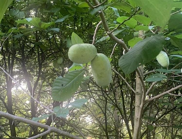 Foraging Level 1: Paw Paw Haul with Taylor Roman