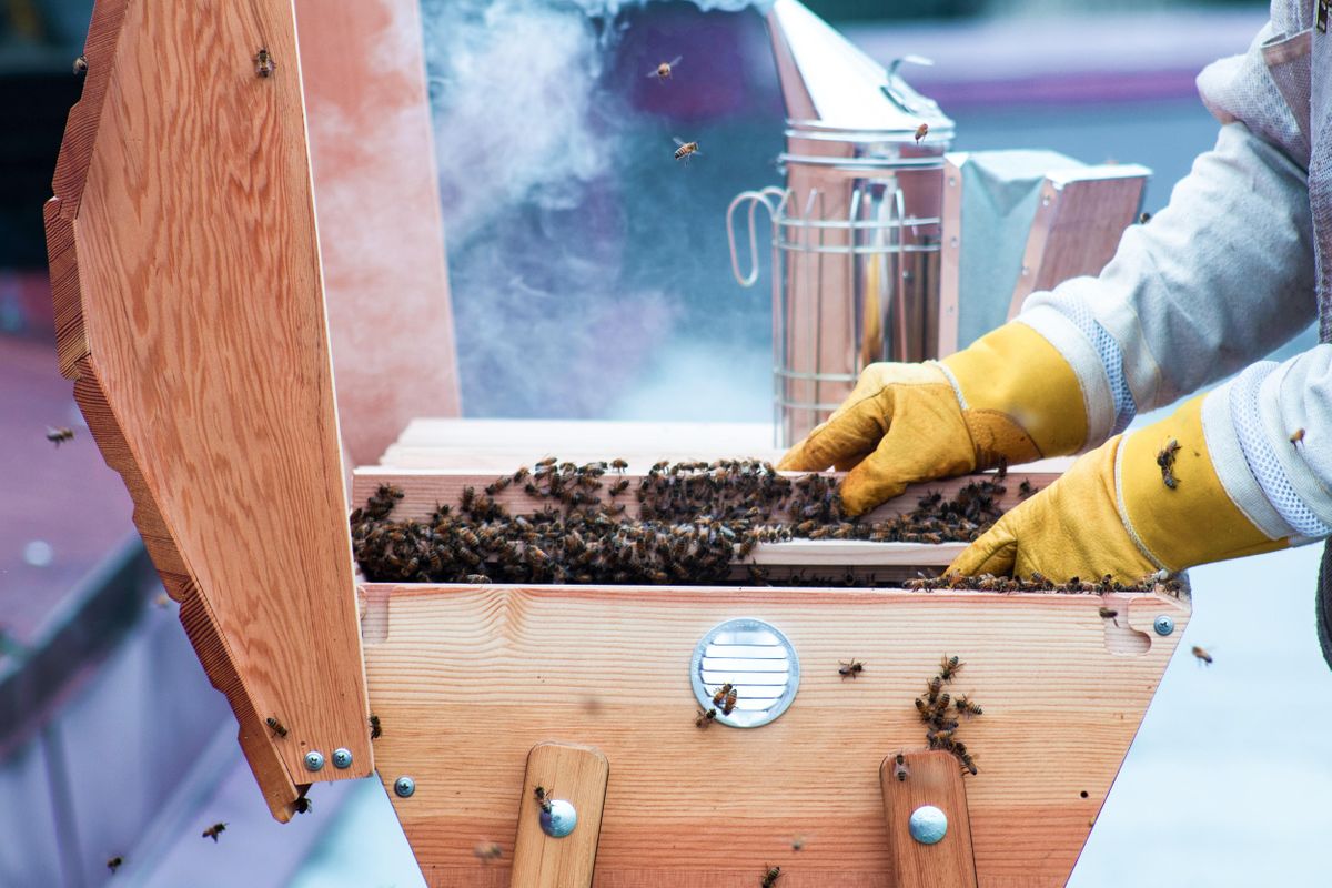 Beekeeping 103 Beehive Rescue and Honey Harvesting, Wild Willow Farm