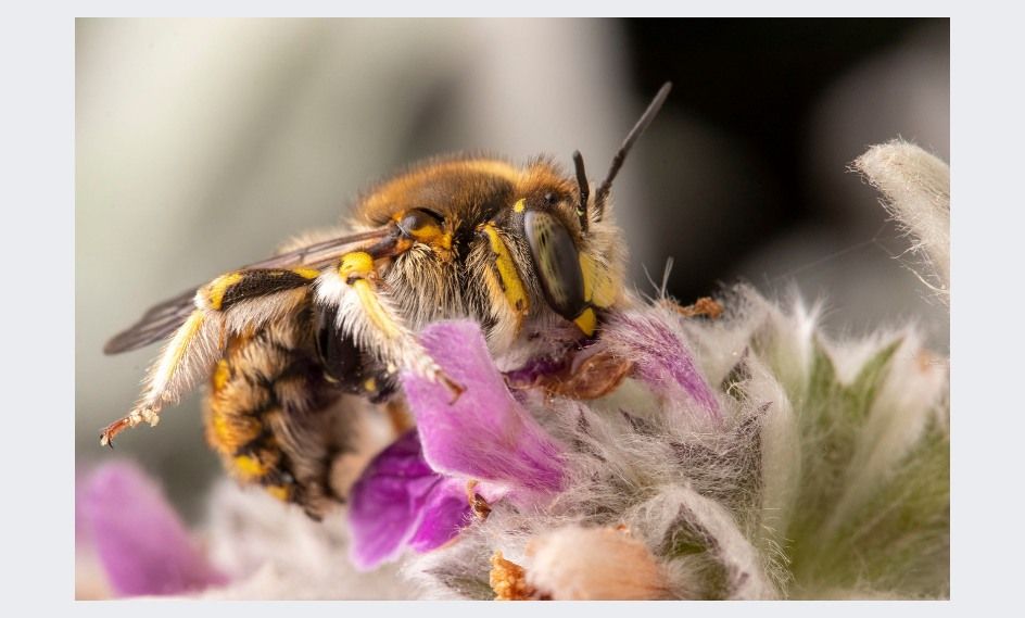 Nature NL Public Talk: Making a Buzz about Bugs