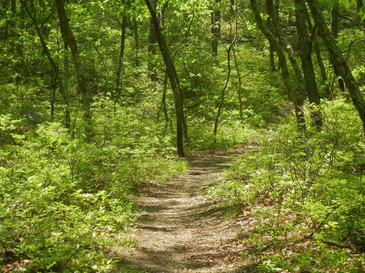 Historic Cemetery Tour\/Hike: Grills Preserve