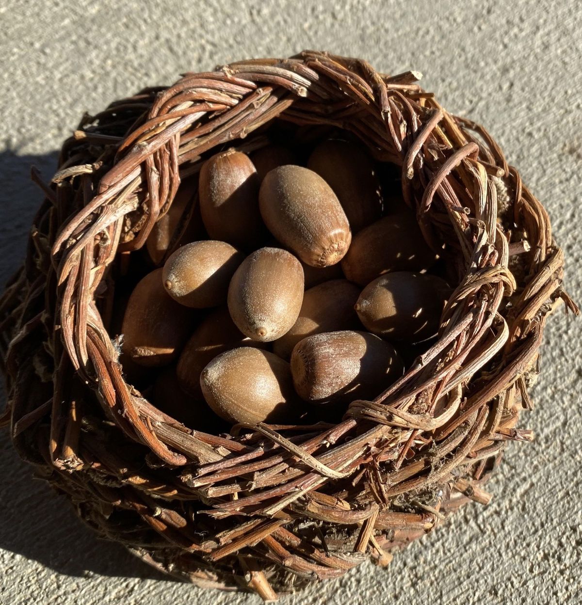 Wewish Class: A  Traditional Cahuilla Food Dish Made From Black Acorns