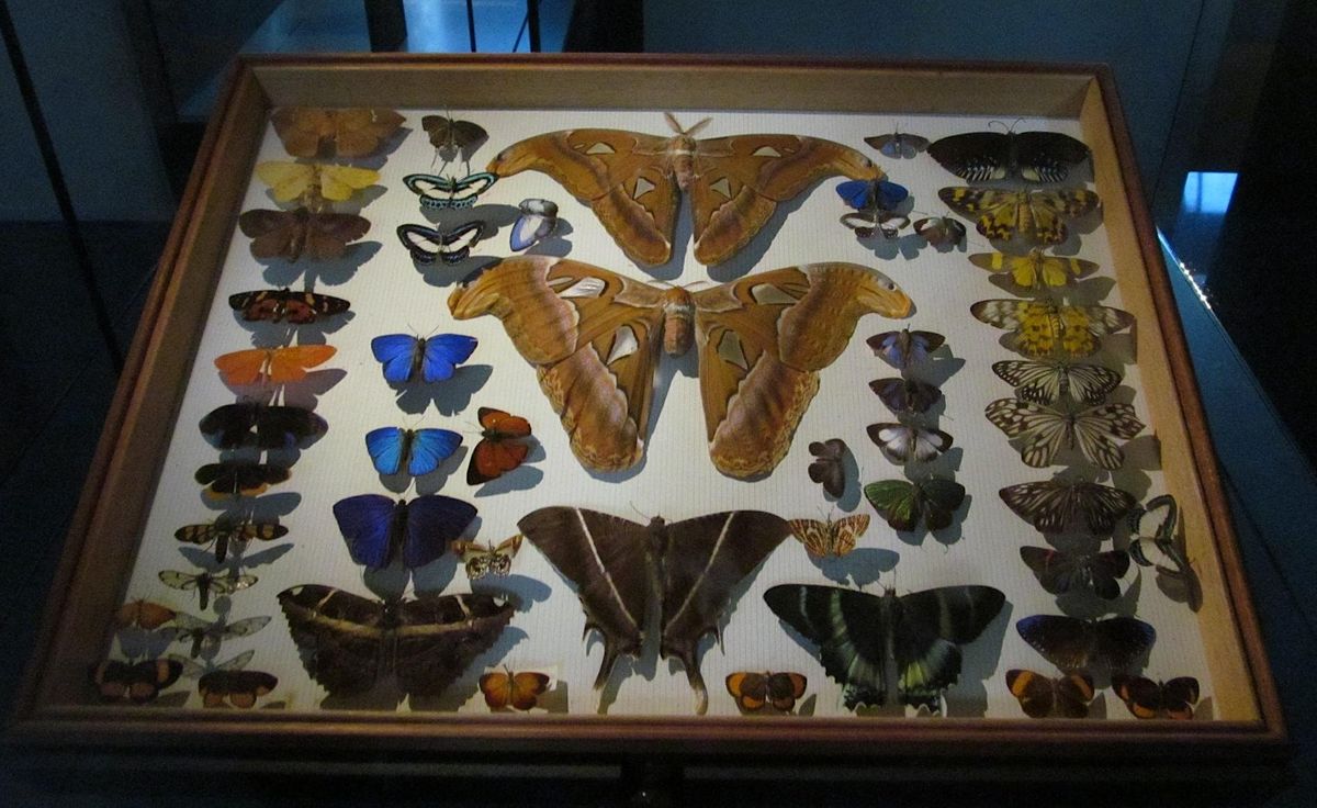 Lepidoptera at the Natural History Museum