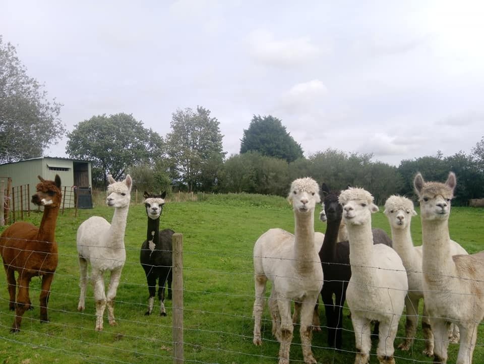walking with alpacas Lincolnshire sanctuary show