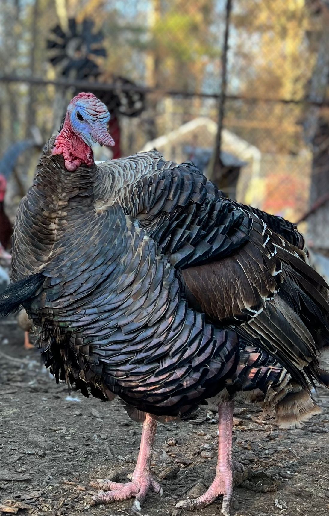 Thanksgiving special with Elvis the turkey !