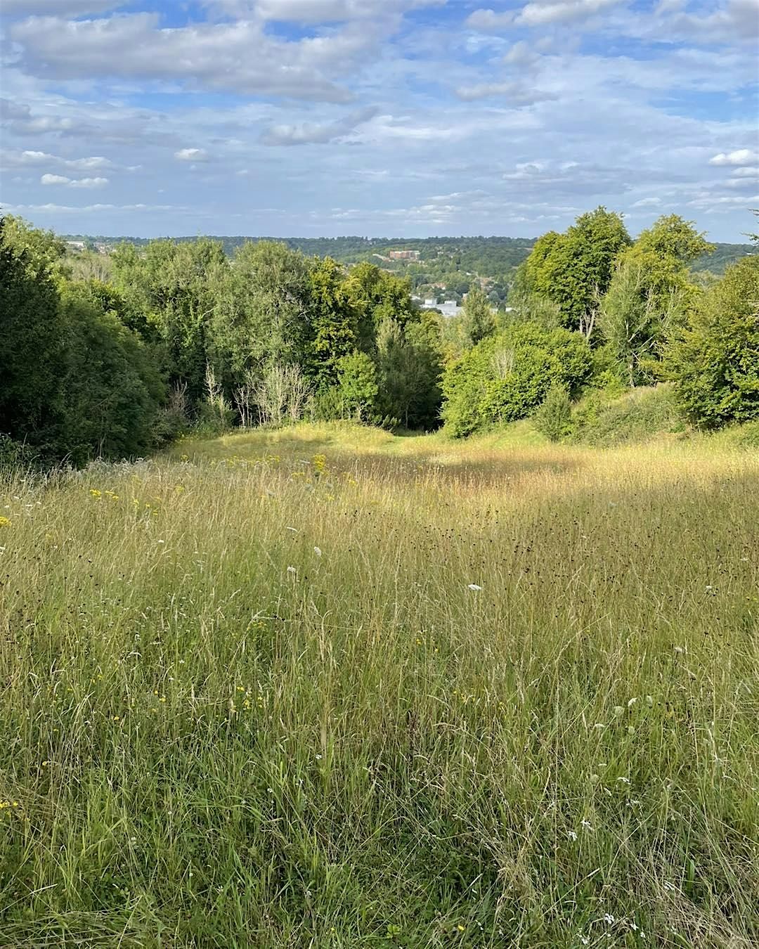 Deangarden Wildlife and Woodland Day