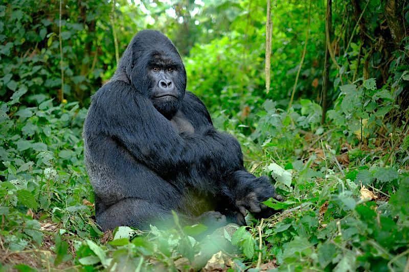 4-Days Gorilla trekking, Golden Monkeys Safari in Rwanda and Uganda