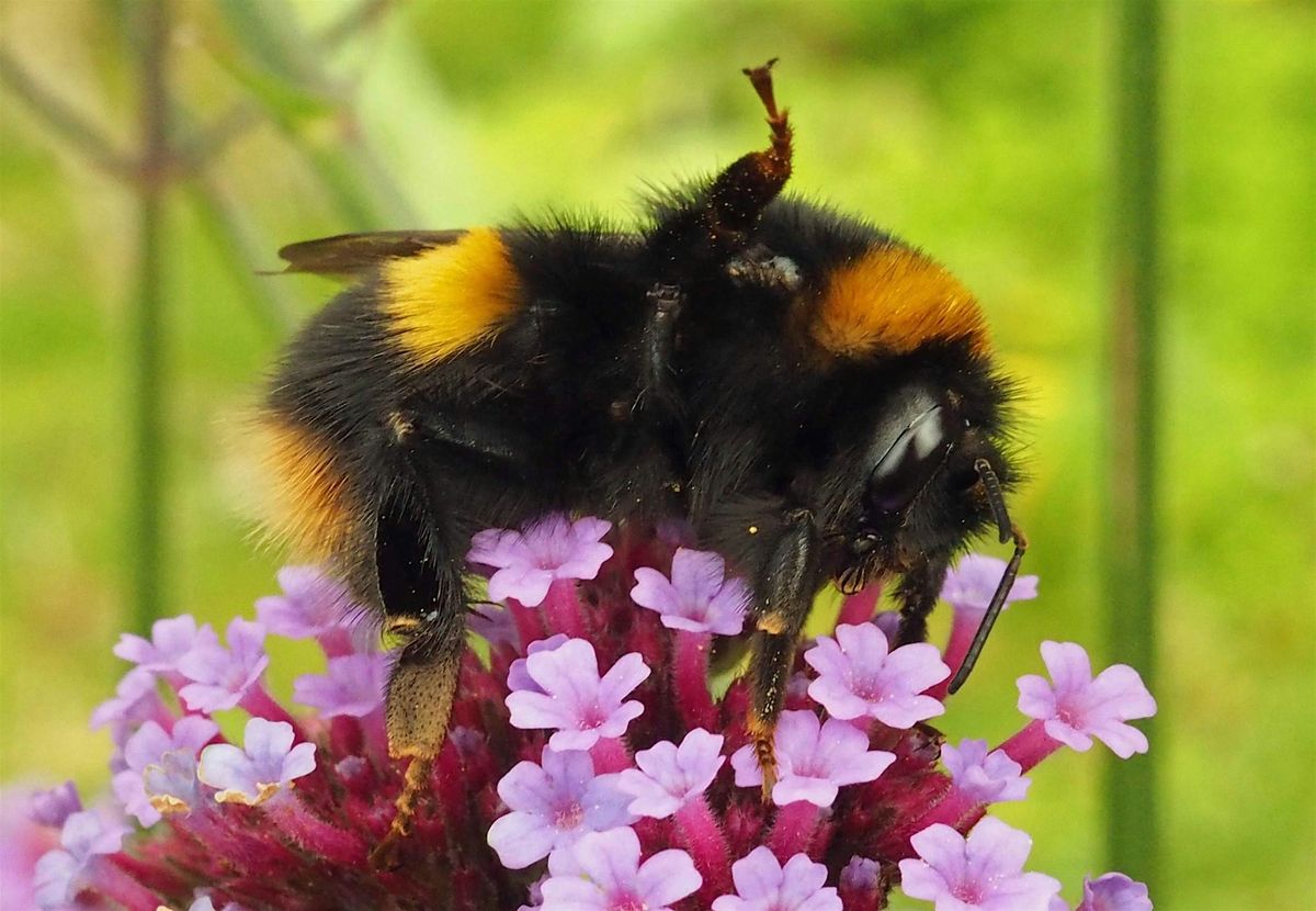 An Introduction to the World of Bumblebees!