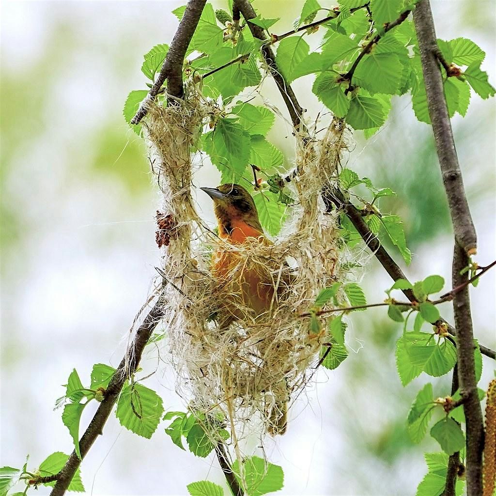 Birds Nesting: A Six-Week Field Course